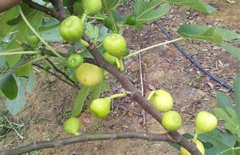 無花果種植|無花果種植新手入門